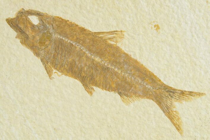 Detailed Fossil Fish (Knightia) - Wyoming #363792